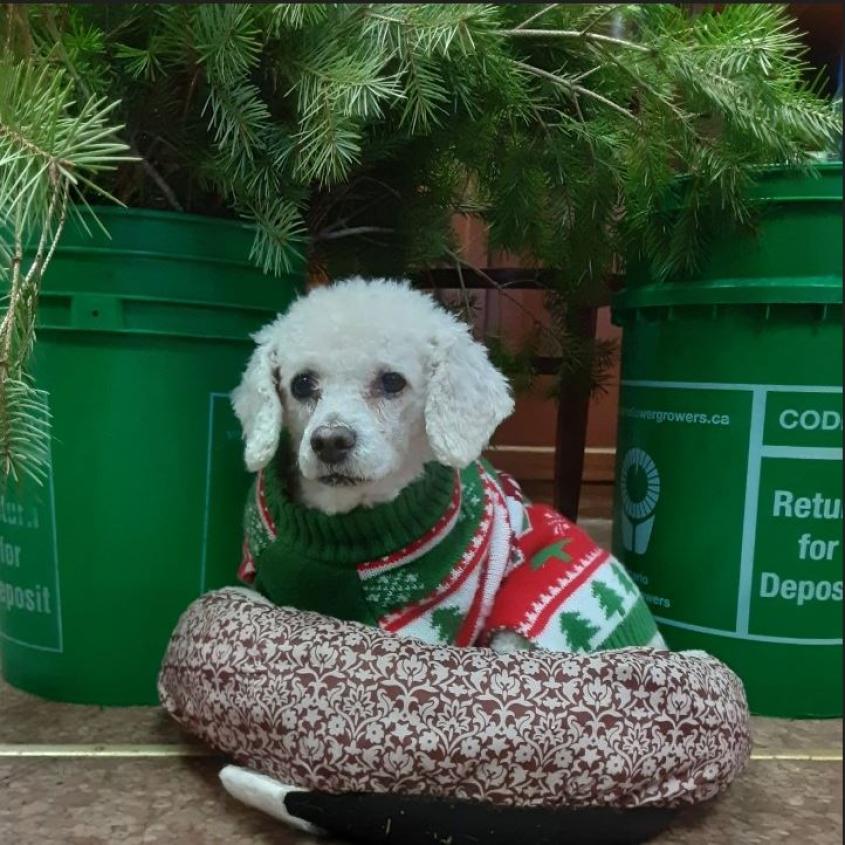 What Happens If My Dog Has Bladder Cancer